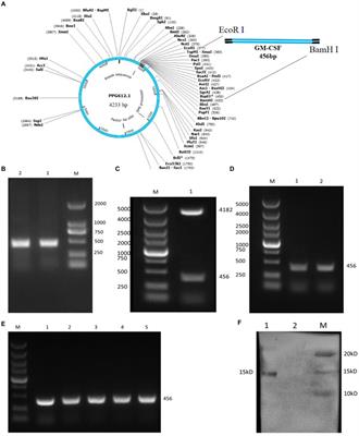 Protective effects of engineered Lactobacillus johnsonii expressing bovine granulocyte-macrophage colony-stimulating factor on bovine postpartum endometritis